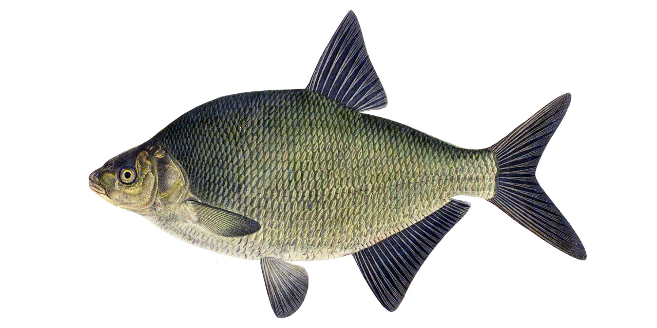 Common bream (Abramis brama)