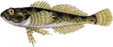 Bergsimpa