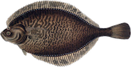 Skrubbskädda