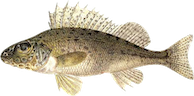 Gärs