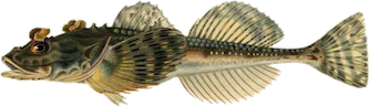 Hornsimpa