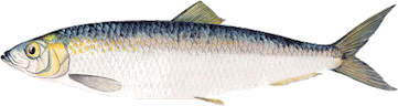 Sill / Strömming
