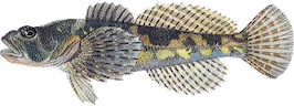 Stensimpa
