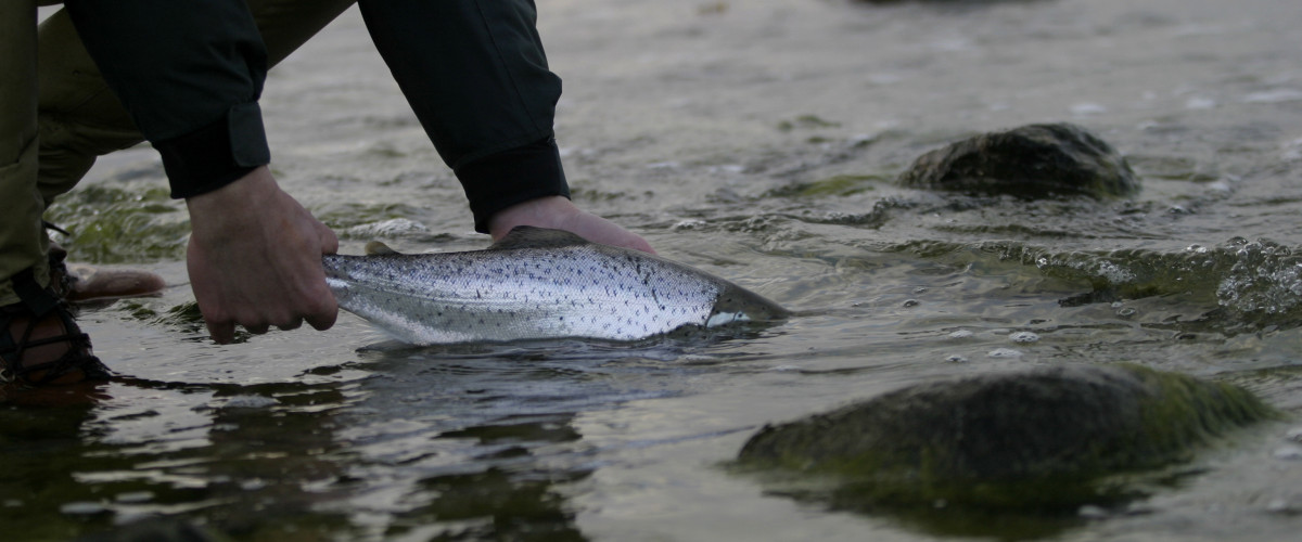 C&R seatrout